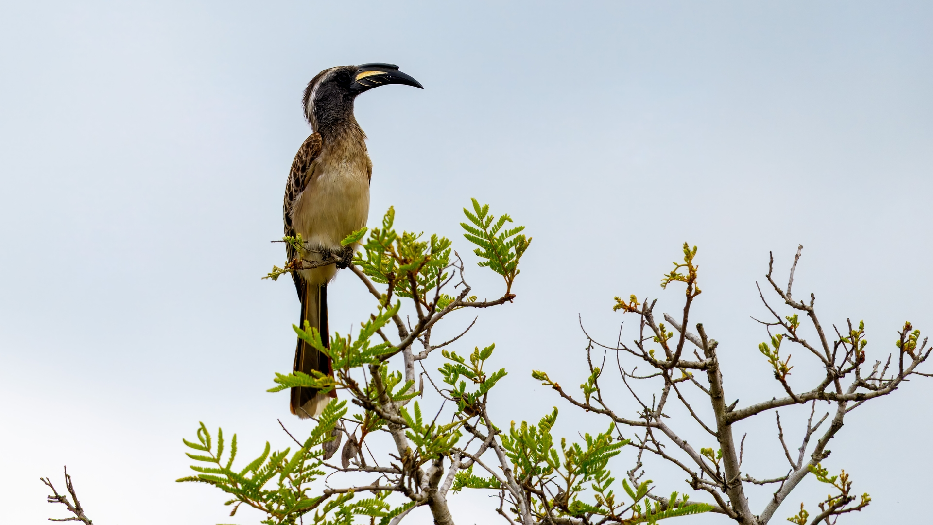 Kruger25 2025 10 31 13 22 07 ILCE 1M2 148
